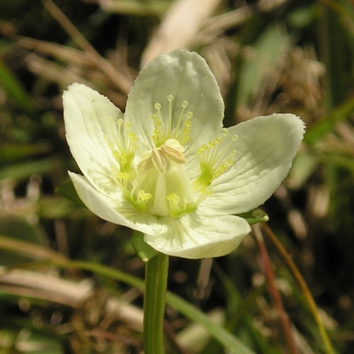 フラワーエッセンス