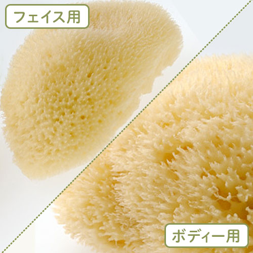 海綿スポンジ　世界最大？ compass1631841604.jpg