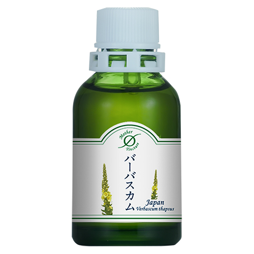 バーバスカム／ビロードモウズイカ（Mim_koeg）(小)洞爺産マザーチンクチャー