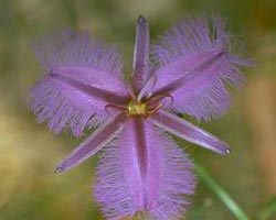 フリンジド・ヴァイオレット　Fringed Violet/オーストラリア・ブッシュ・フラワーエッセンス