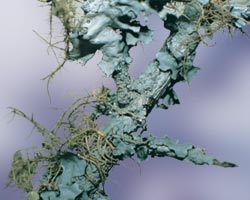 ライケン　Lichen/オーストラリア・ブッシュ・フラワーエッセンス