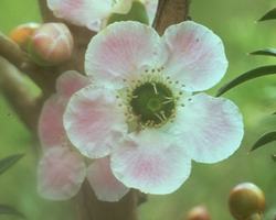 ピーチ・フラワード・ティー・ツリー　Peach-Flowered Tea Tree/オーストラリア・ブッシュ・フラワーエッセンス