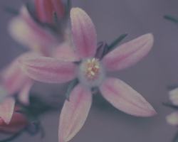 フィロセカ　Philotheca/オーストラリア・ブッシュ・フラワーエッセンス