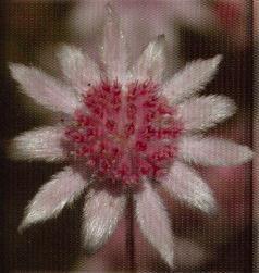 ピンク・フランネル・フラワー　Pink　Flannel　Flower/オーストラリア・ブッシュ・フラワーエッセンス