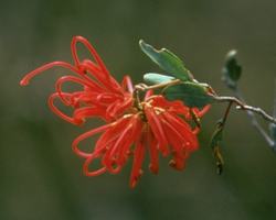 レッド・グレヴィレア　Red　Grevillea/オーストラリア・ブッシュ・フラワーエッセンス