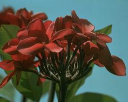 レッド・スヴァ・フランジパニ Red Suva Frangipani/オーストラリア・ブッシュ・フラワーエッセンス