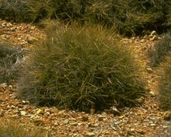 スピニフェックス　Spinifex/オーストラリア・ブッシュ・フラワーエッセンス
