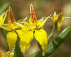 イエロー　カウスリップ　オーキッド　Yellow Cowslip Orchid/オーストラリア・ブッシュ・フラワーエッセンス