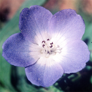 ベビーブルーアイズ 7 5ml Fesフラワーエッセンス レメディの通販 ナチュラル レメディーズ ホメオパシージャパン正規販売店