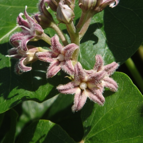 ガガイモ　ファーイーストフラワーエッセンス　ホメオパシージャパン