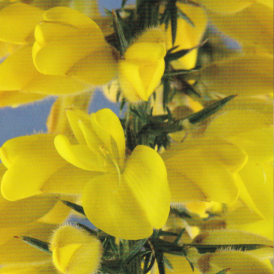 ゴース　バッチフラワーレメディ