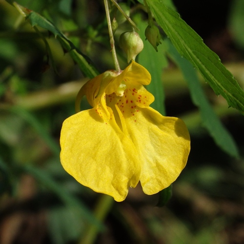 キツリフネ　　ファーイーストフラワーエッセンス　ホメオパシージャパン