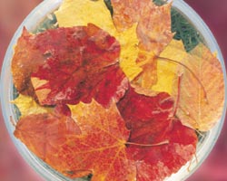 オ-タム・リーブス　Autumn　Leaves/オーストラリア・ブッシュ・フラワーエッセンス