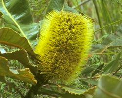 バンクシア・ロバー　Banksia Robur/オーストラリア・ブッシュ・フラワーエッセンス