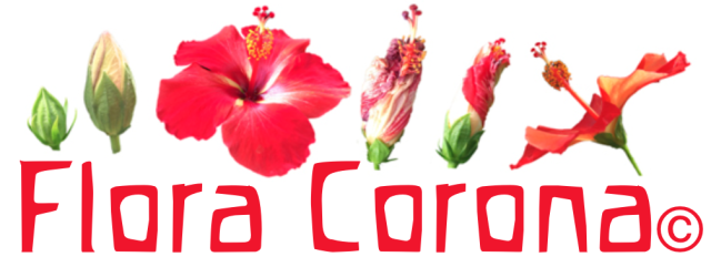 【予約品】シルバー (15ml) フローラコロナ 　フラワーエッセンス フローラコロナ｜フラワーレメディ【公式】 【予約品】シルバー (15ml