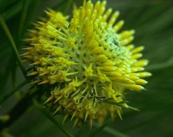 アイソポゴン　Isopogon/オーストラリア・ブッシュ・フラワーエッセンス