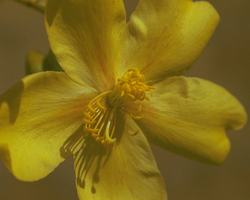 ケイポック・ブッシュ　Kapok　Bush/オーストラリア・ブッシュ・フラワーエッセンス