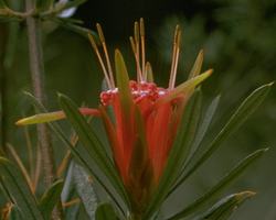 マウンテン・デビル　Mountain Devil/オーストラリア・ブッシュ・フラワーエッセンス