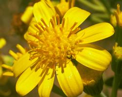 トール・イエロー・トップ Tall Yellow Top/オーストラリア・ブッシュ・フラワーエッセンス