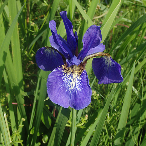 FE2)アヤメ　ファー・イースト・フラワーエッセンス　ホメオパシージャパン