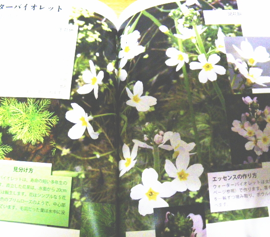 写真でたどるバッチフラワー｜ホメオパシージャパンレメディー