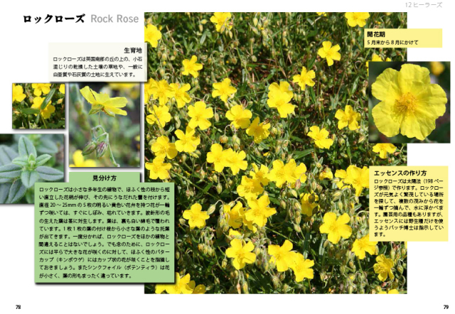 写真でたどるバッチフラワー｜ホメオパシージャパンレメディー