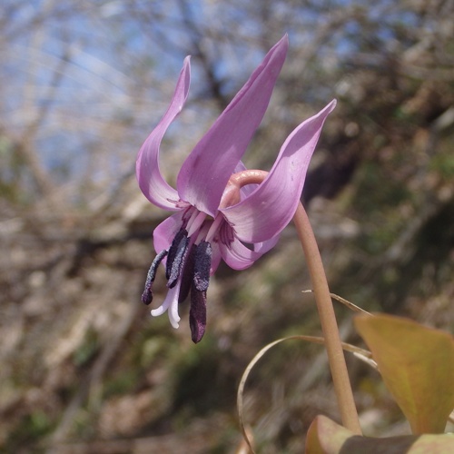 カタクリ  ファーイーストフラワーエッセンス