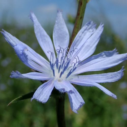 キクニガナファーイーストフラワーエッセンス