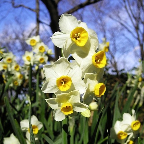 スイセン  ファーイーストフラワーエッセンス