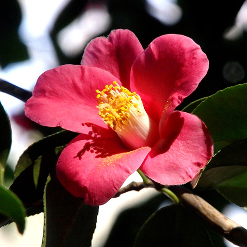 12の花ごよみ ファーイーストフラワーエッセンス 12の花ごよみ ファーイーストフラワーエッセンス