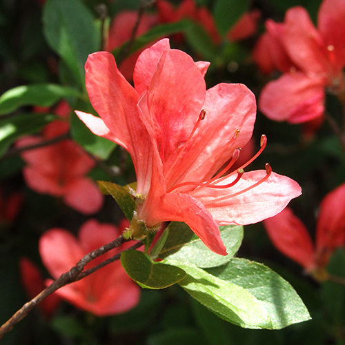 FE2)ヤマツツジ ファー・イースト・フラワーエッセンス　ホメオパシージャパン