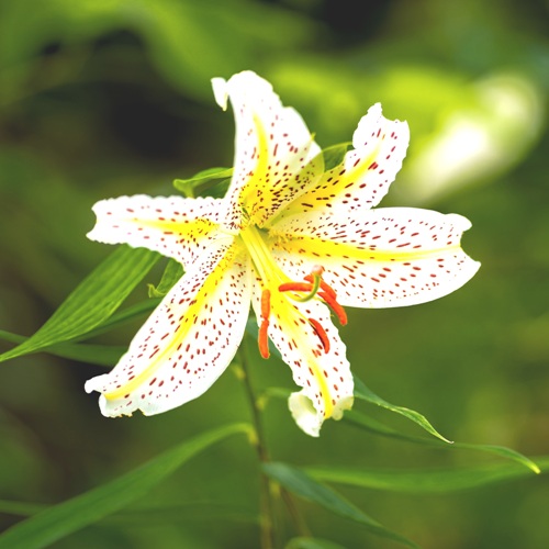 ヤマユリ　ファーイーストフラワーエッセンス　ホメオパシージャパン