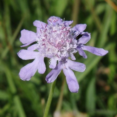 マツムシソウ ファーイーストフラワーエッセンス