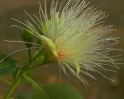 ビリー・ゴウト・プラム　Billy　Goat　Plum/オーストラリア・ブッシュ・フラワーエッセンス