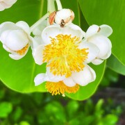 カロフィラム　オーストラリアンブッシュフラワーエッセンス