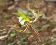 グリーン・スパイダー・オーキッド　Green Spider Orchid/オーストラリア・ブッシュ・フラワーエッセンス