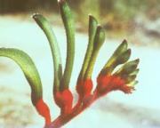 カンガルー・ポー　Kangaroo　Paw/オーストラリア・ブッシュ・フラワーエッセンス