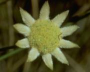 リトル・フランネル・フラワー　Little　Flannel　Flower/オーストラリア・ブッシュ・フラワーエッセンス