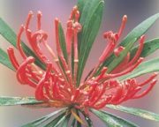 モンガ・ワラタ　Monga　Waratah/オーストラリア・ブッシュ・フラワーエッセンス