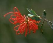 レッド・グレヴィレア　Red　Grevillea/オーストラリア・ブッシュ・フラワーエッセンス