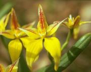 イエロー　カウスリップ　オーキッド　Yellow Cowslip Orchid/オーストラリア・ブッシュ・フラワーエッセンス