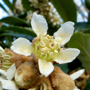 12の花ごよみ ファーイーストフラワーエッセンス ファーイーストフラワーエッセンス — ネイチャーワールド