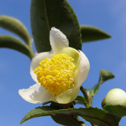 12の花ごよみ ファーイーストフラワーエッセンス ファーイーストフラワーエッセンス｜ホメオパシージャパン