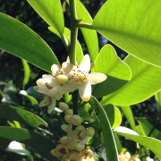 ファーイーストフラワーエッセンス｜ホメオパシージャパンレメディー