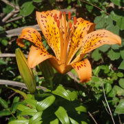 FE2)スカシユリ　ファー・イースト・フラワーエッセンス　ホメオパシージャパン