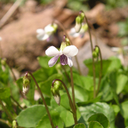 ファーイーストフラワーエッセンス｜ホメオパシージャパンレメディー