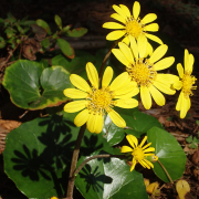 FE2)ツワブキ ファー・イースト・フラワーエッセンス　ホメオパシージャパン