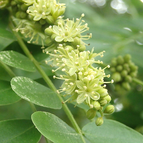 サイカチ　ファーイーストフラワーエッセンス　ホメオパシージャパン