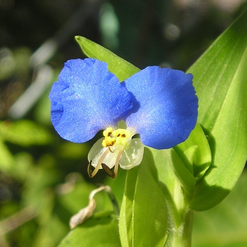 ツユクサ　ファーイーストフラワーエッセンス　ホメオパシージャパン
