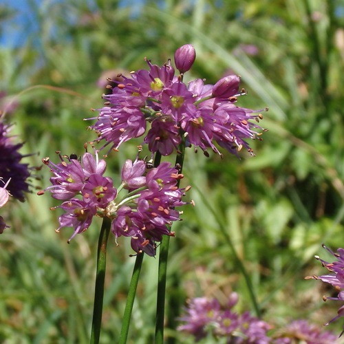 ヤマラッキョウ ファーイーストフラワーエッセンス